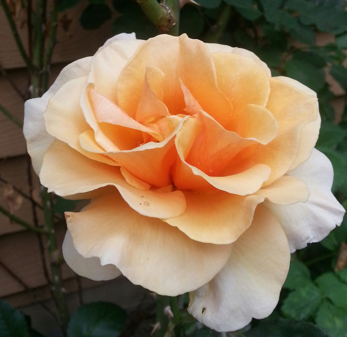  photo 20140626_100023-1_zps17ybd8kv.jpg